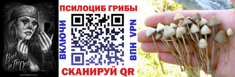 Галлюциногенные грибы Psilocybine cubensis  дарк нет клад  Сухиничи 
